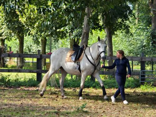 Weiland of stalling  GZ SPOEDSPOED, Dieren en Toebehoren, Stalling en Weidegang, Weidegang, 2 of 3 paarden of pony's