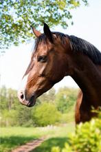 Geweldige Elite merrie, Dieren en Toebehoren, Paarden, Merrie, Gechipt, M, Dressuurpaard