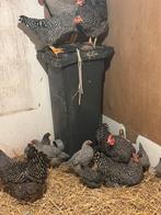 Mooie amrock kippen, Ophalen, Zo goed als nieuw, Dier