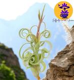 Tillandsia Curly Slim, Ophalen of Verzenden, Overige soorten, Minder dan 100 cm