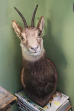 Opgezette gems gemsenkop kop gewei gemonteerd plank, Ophalen of Verzenden, Gebruikt, Hert, Opgezet dier