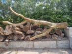 Notenhouten stam, Tuin en Terras, Haardhout, Minder dan 3 m³, Ophalen of Verzenden, Overige houtsoorten