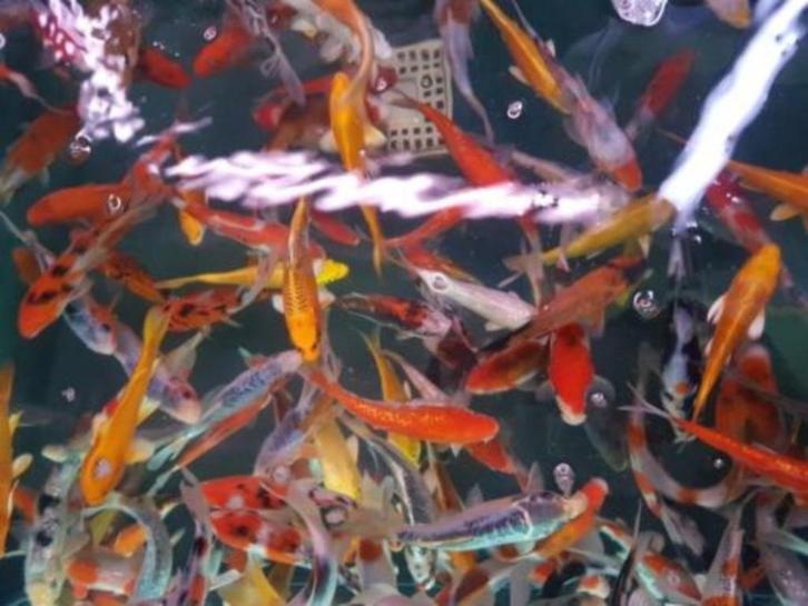 HQ Import koi 25 / 30 cm bij Koidream in Valburg, Dieren en Toebehoren, Vissen | Vijvervissen, Karper of Koi