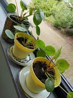 pannekoekenplantjes groot of klein, Ophalen, Zomer, Groenteplanten, Volle zon