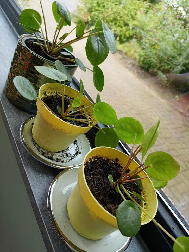 Grote pannekoekenplantjes, Tuin en Terras, Planten | Tuinplanten, Groenteplanten, Volle zon, Zomer, Ophalen