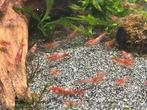 Red rilli garnalen, Vis