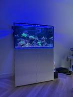 zeeaquarium Aqua Medic Armatus 375XD (380L), Ophalen, Gebruikt, Gevuld zeewateraquarium