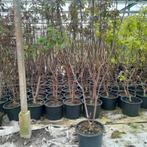 Catalpa 'Purpurea' | Roodbladige catalpastruik, Ophalen, Volle zon, Palmboom
