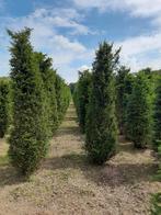 Taxus baccata verschillende maten, Tuin en Terras, Haag, Ophalen of Verzenden, Taxus