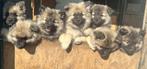keeshond puppy, Dieren en Toebehoren, Honden | Poolhonden, Keeshonden en Oertypen, Keeshond, 8 tot 15 weken, CDV (hondenziekte)