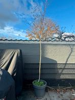 Jonge berken boom, Tuin en Terras, Planten | Bomen, Ophalen, Bloeit niet, Volle zon, Overige soorten