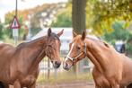 Pensionstal gezocht voor 1 merrie, Weidegang, 2 of 3 paarden of pony's