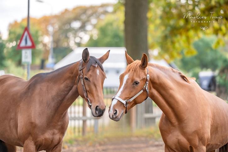 Pensionstal gezocht voor 1 merrie, Dieren en Toebehoren, Stalling en Weidegang, Stalling, Weidegang, 2 of 3 paarden of pony's