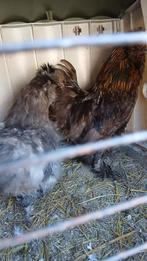 Zijdehoender hen plus haantje, Meerdere dieren, Kip