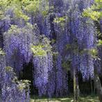 Blauwe regen (Wisteria), Ophalen, Volle zon, Vaste plant, Klimplanten