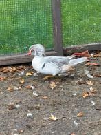 Te koop koppel zilveren carolina, Dieren en Toebehoren, Meerdere dieren, Eend