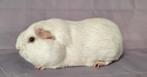 Gladhaar zeugje - wit do, Cavia, Vrouwelijk, Tam, September