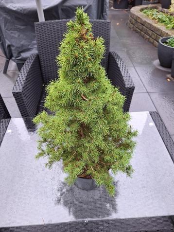 Kerstboompje met kluit beschikbaar voor biedingen