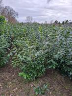 laurier te koop, Ophalen, Laurier, Struik, 100 tot 250 cm