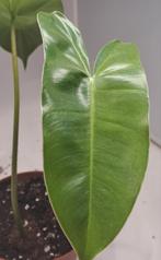 Philodendron Burle Marx, Ophalen of Verzenden, Halfschaduw, Minder dan 100 cm