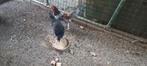 Jonge haantjes, Dieren en Toebehoren, Pluimvee