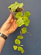 Geophilia repens p9, Ophalen of Verzenden, Halfschaduw, Minder dan 100 cm