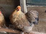 Cochin kriel kippen meerzomig patrijs (Foktoompje), Kip, Vrouwelijk