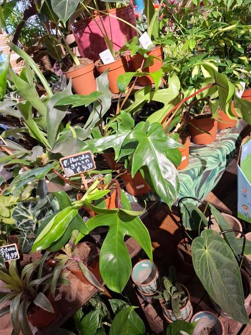 Philodendron Florida Green, Huis en Inrichting, Kamerplanten, Overige soorten, Minder dan 100 cm, Groene kamerplant, Halfschaduw