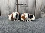 Us teddy broertjes, Mannelijk, Cavia, Na 1 juli 2024, Tam