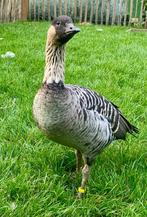 Gezocht broedeieren hawai gans, Dieren en Toebehoren, Pluimvee, Geslacht onbekend, Gans of Zwaan