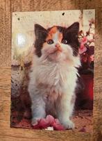 Super mooie kitten, Verzenden, 1980 tot heden, Gelopen, Hond of Kat