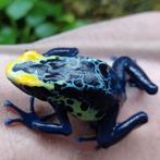 Prachtige groep Dendrobates tinctorius 'Robertus', Amfibie