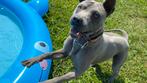 Thaise Ridgeback hond te koop thai ridgeback dog, Eén hond, 3 tot 5 jaar, Rabiës (hondsdolheid), Nederland