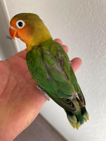Prachtige Hand Tamme Lovebird Agapornis Dwergpapegaai beschikbaar voor biedingen