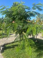 Perzische slaapboom, Tuin en Terras, Planten | Bomen, Overige soorten, 100 tot 250 cm, Zomer, Ophalen