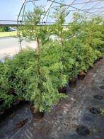 Leylandii coniferen, koopje, Tuin en Terras, Planten | Struiken en Hagen, Ophalen, Conifeer, Haag, 100 tot 250 cm