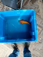 Japanse koi, Dieren en Toebehoren, Vissen | Vijvervissen, Karper of Koi