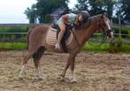 De allerliefste kinder/sport pony welsh A, B, Gechipt, Ruin, A pony (tot 1.17m)