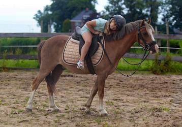 De allerliefste kinder/sport pony welsh A beschikbaar voor biedingen