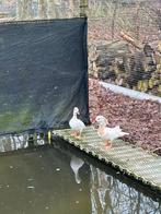 Koppel witte mandarijn, Dieren en Toebehoren, Pluimvee, Meerdere dieren, Eend