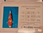 koi gave dainichi showa 63 cm voor de toekomst certificaat, Karper of Koi