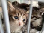 Siam/noorseboskat kittens te koop, Dieren en Toebehoren, Katten en Kittens | Overige Katten, Poes