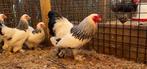 Brahma kriel | Tamme kippen | Passend advies!, Dieren en Toebehoren, Pluimvee, Meerdere dieren, Kip
