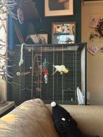 Goed huisje gezocht, Meerdere dieren, Parkiet, Tam