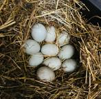 Broedeieren Hollandse Kwakertjes, Dieren en Toebehoren, Pluimvee, Meerdere dieren, Eend