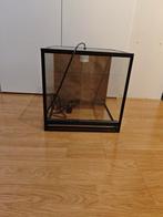 Terrarium met achterwand (40x40x40), Dieren en Toebehoren, Reptielen en Amfibieën | Toebehoren, Ophalen, Zo goed als nieuw, Terrarium of Paludarium