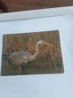 BLAUWE  REIGER, Ophalen of Verzenden, Natuur