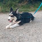 Lieve Husky Pup te koop, Dieren en Toebehoren, 15 weken tot 1 jaar, Eén hond, Nederland, Particulier