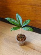 Anthurium eminens plantje/stekje, Ophalen of Verzenden, Halfschaduw, Minder dan 100 cm