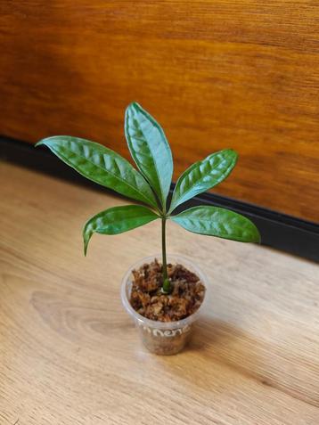 Anthurium eminens plantje/stekje beschikbaar voor biedingen